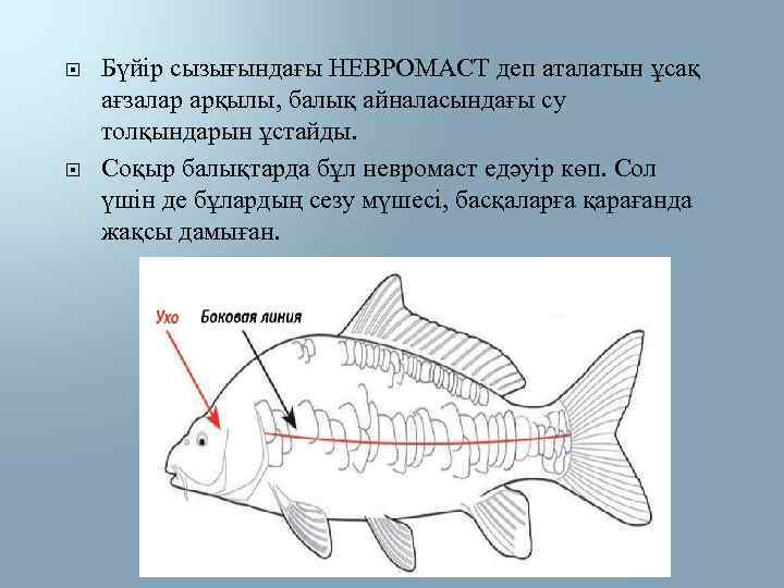  Бүйір сызығындағы НЕВРОМАСТ деп аталатын ұсақ ағзалар арқылы, балық айналасындағы су толқындарын ұстайды.