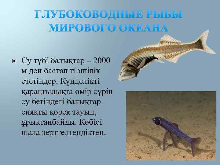  Су түбі балықтар – 2000 м ден бастап тіршілік ететіндер. Күнделікті қараңғылықта өмір