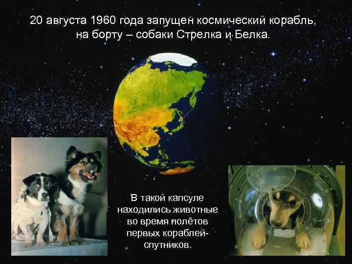 20 августа 1960 года запущен космический корабль, на борту – собаки Стрелка и Белка.