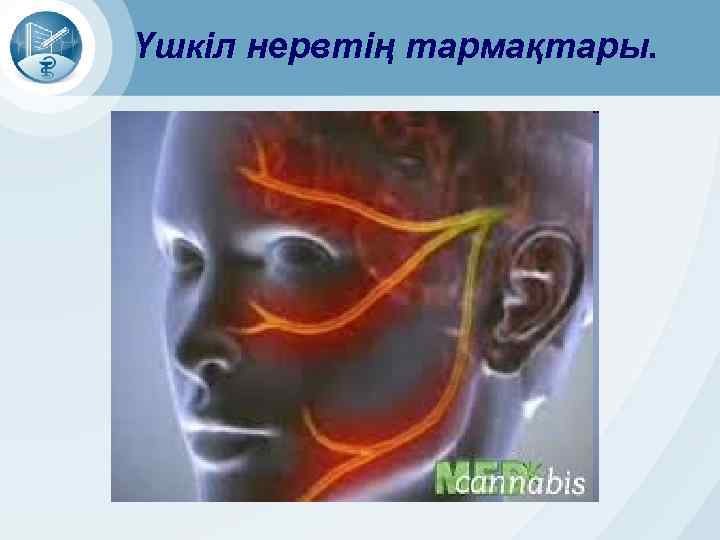 Үшкіл нервтің тармақтары. 