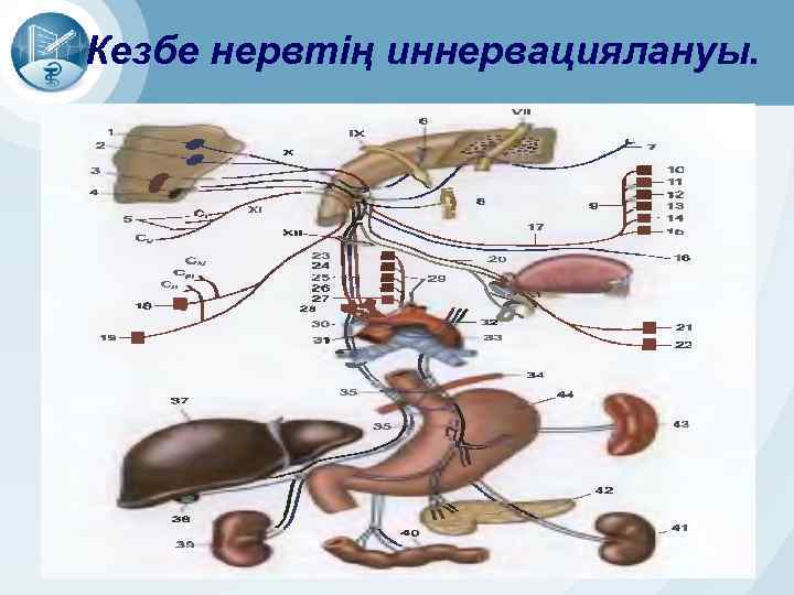 Кезбе нервтің иннервациялануы. 