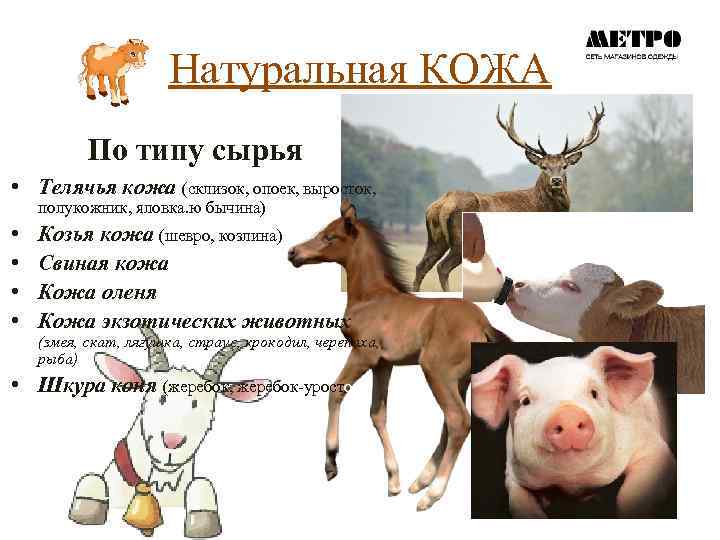 Натуральная КОЖА По типу сырья • Телячья кожа (склизок, опоек, выросток, полукожник, яловка. ю