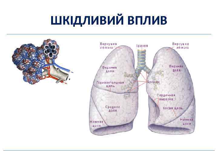 ШКІДЛИВИЙ ВПЛИВ 