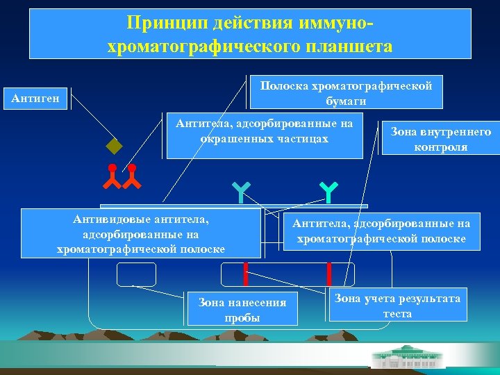 Принцип действия иммунохроматографического планшета Полоска хроматографической бумаги Антиген Антитела, адсорбированные на окрашенных частицах Антивидовые
