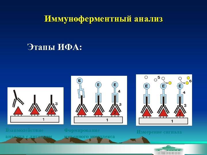 Иммуноферментный анализ Этапы ИФА: Взаимодействие аналита с лигандом Формирование меченного комплекса Измерение сигнала 