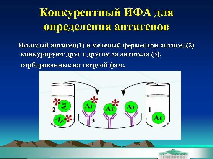 Конкурентный ИФА для определения антигенов Искомый антиген(1) и меченый ферментом антиген(2) конкурируют друг с