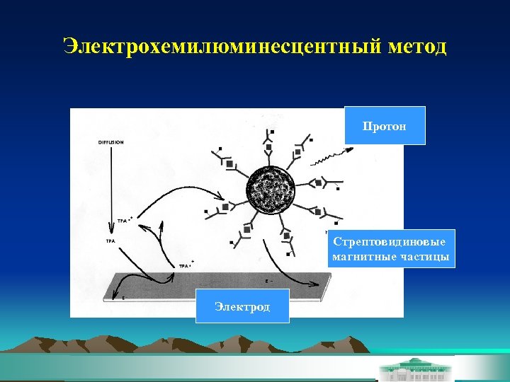 Электрохемилюминесцентный метод Протон Стрептовидиновые магнитные частицы Электрод 