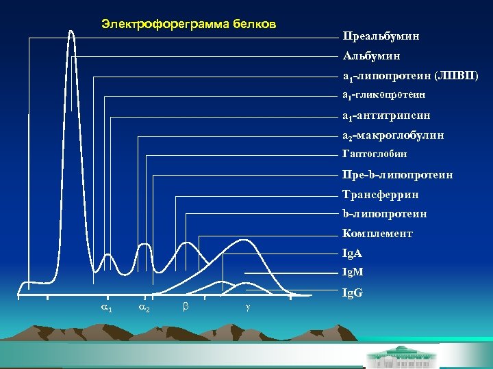 Электрофореграмма белков Преальбумин Альбумин a 1 -липопротеин (ЛПВП) a 1 -гликопротеин a 1 -антитрипсин