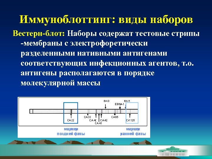 Иммуноблоттинг: виды наборов Вестерн-блот: Наборы содержат тестовые стрипы -мембраны с электрофоретически разделенными нативными антигенами