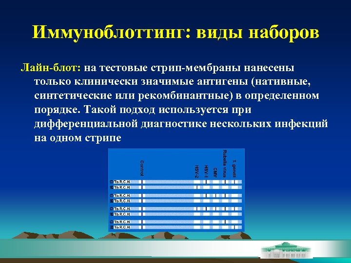 Иммуноблоттинг: виды наборов Лайн-блот: на тестовые стрип-мембраны нанесены только клинически значимые антигены (нативные, синтетические