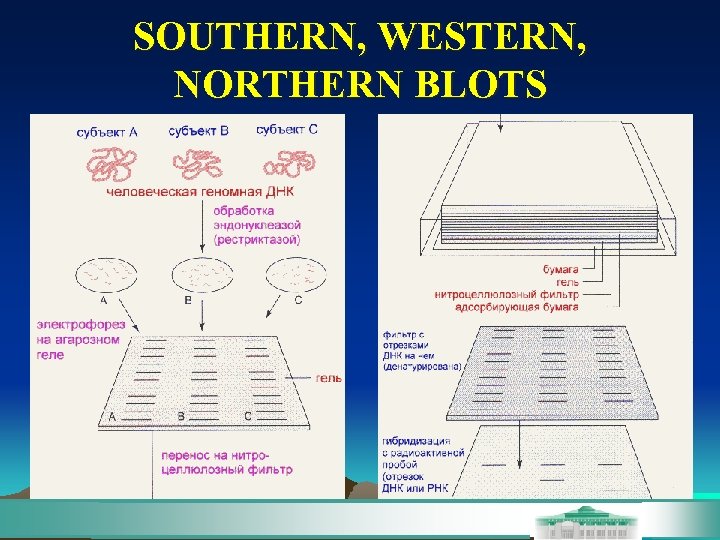 SOUTHERN, WESTERN, NORTHERN BLOTS 