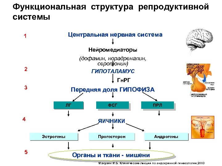 Функциональная структура репродуктивной системы Центральная нервная система 1 Нейромедиаторы (дофамин, норадреналин, серотонин) ГИПОТАЛАМУС 2