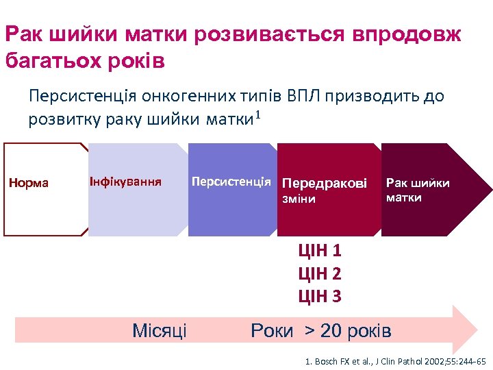 Рак шийки матки розвивається впродовж багатьох років Персистенція онкогенних типів ВПЛ призводить до розвитку