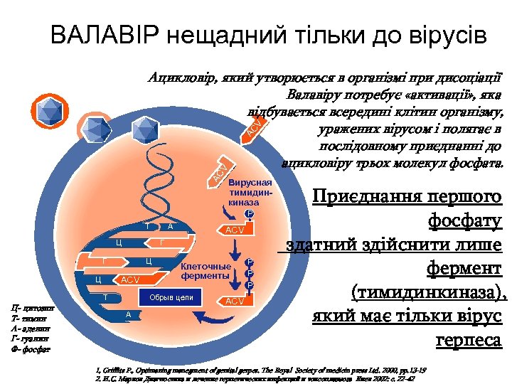ВАЛАВІР нещадний тільки до вірусів AC V Ацикловір, який утворюється в організмі при дисоціації