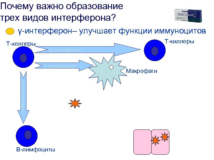 Почему важно образование трех видов интерферона? γ-интерферон– улучшает функции иммуноцитов Т-хелперы Т-киллеры γ-интерферон В-лимфоциты