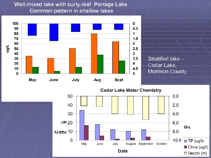 Well-mixed lake with curly-leaf: Portage Lake. Common pattern in shallow lakes Stratified lake –