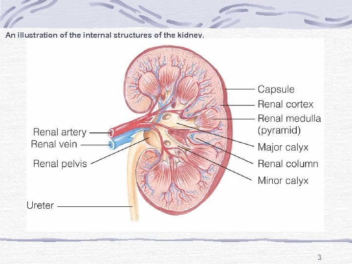 An illustration of the internal structures of the kidney. 3 