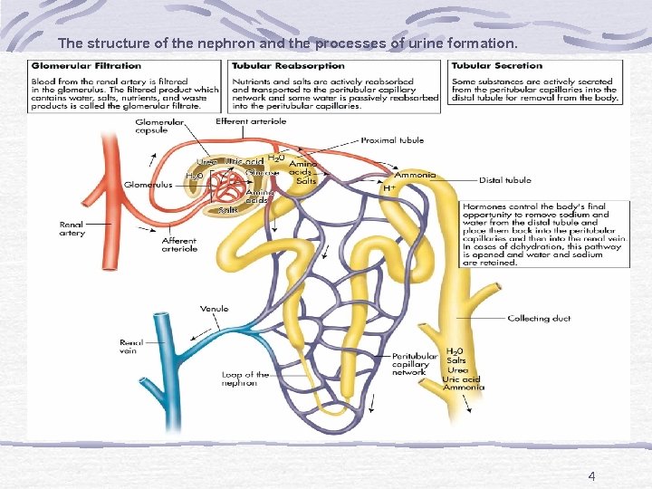 The structure of the nephron and the processes of urine formation. 4 