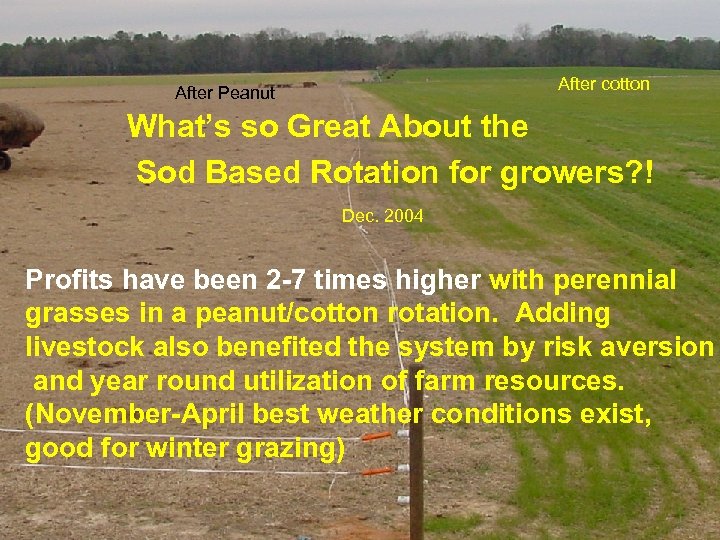 After cotton After Peanut What’s so Great About the Sod Based Rotation for growers?
