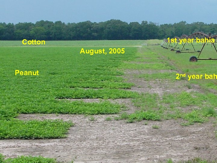 1 st year bahia Cotton August, 2005 Peanut 2 nd year bah 