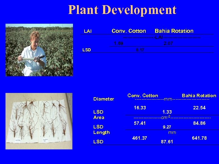 Plant Development Conv. Cotton LAI Bahia Rotation ----------LAI----------- 1. 69 2. 07 LSD Diameter