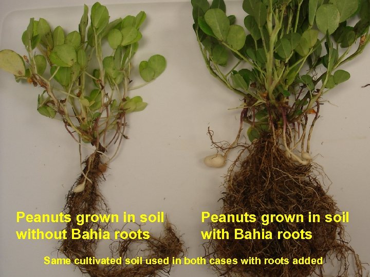 Peanuts grown in soil without Bahia roots Peanuts grown in soil with Bahia roots
