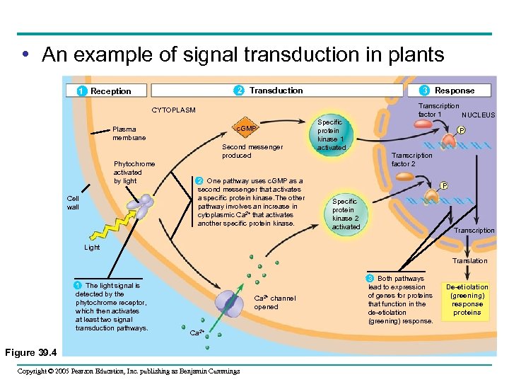  • An example of signal transduction in plants 2 Transduction 1 Reception 3