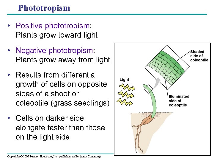 Phototropism • Positive phototropism: Plants grow toward light • Negative phototropism: Plants grow away