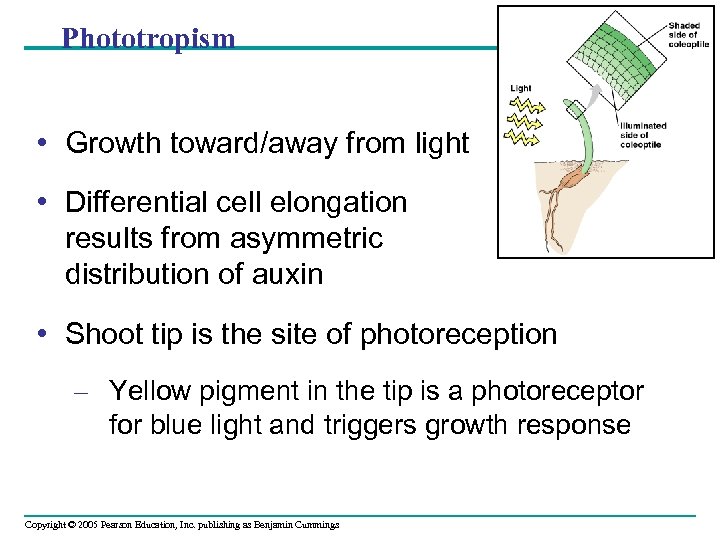 Phototropism • Growth toward/away from light • Differential cell elongation results from asymmetric distribution