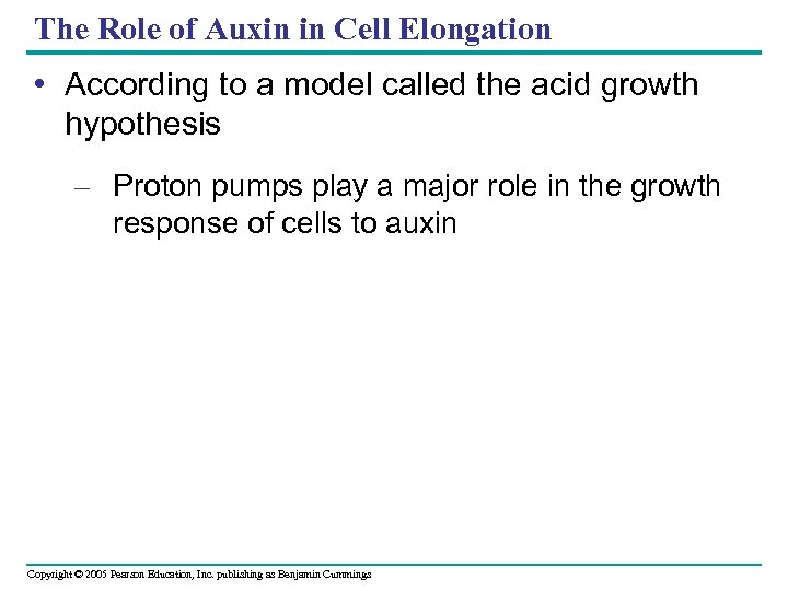 The Role of Auxin in Cell Elongation • According to a model called the