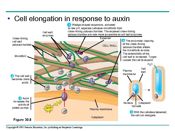  • Cell elongation in response to auxin Cross-linking cell wall polysaccharides 3 Wedge-shaped