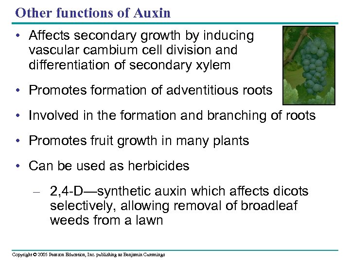 Other functions of Auxin • Affects secondary growth by inducing vascular cambium cell division