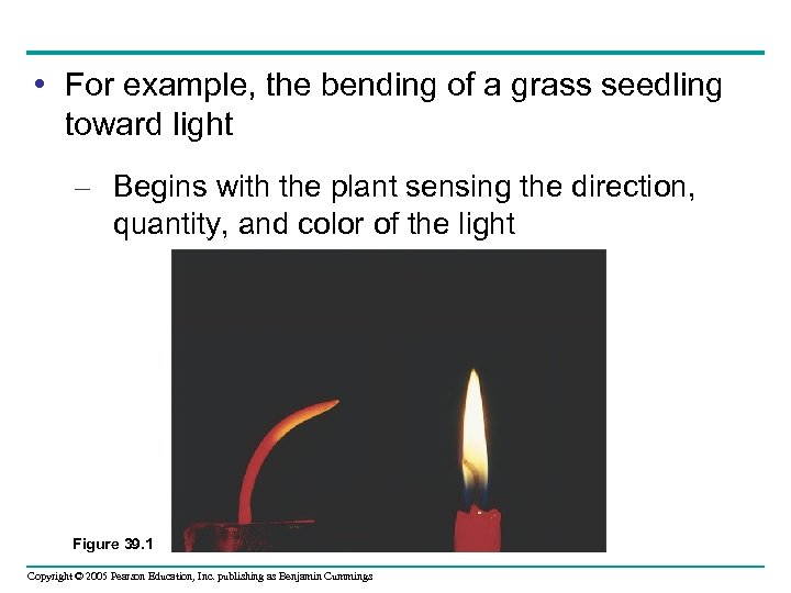  • For example, the bending of a grass seedling toward light – Begins