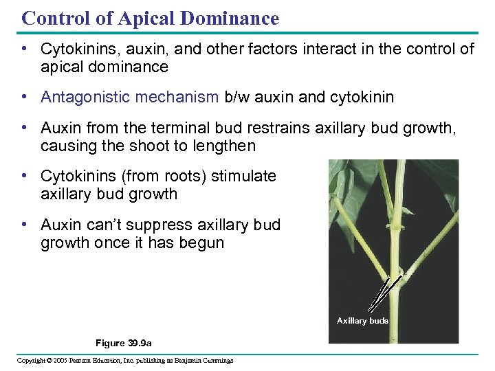 Control of Apical Dominance • Cytokinins, auxin, and other factors interact in the control