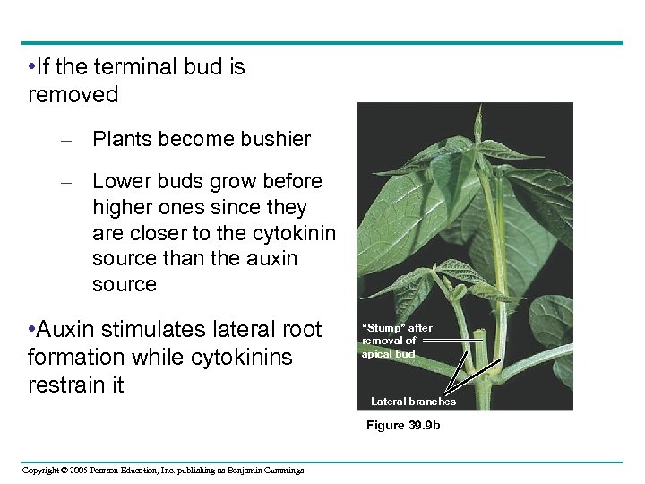  • If the terminal bud is removed – Plants become bushier – Lower