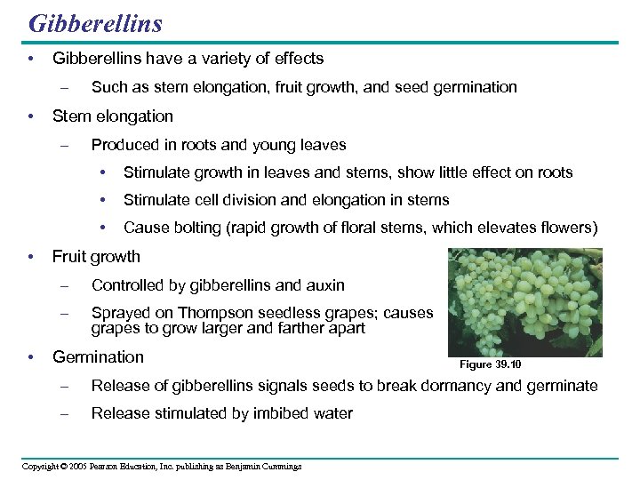 Gibberellins • Gibberellins have a variety of effects – • Such as stem elongation,