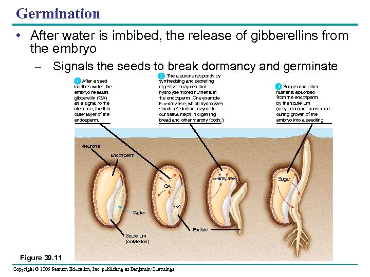 Germination • After water is imbibed, the release of gibberellins from the embryo –