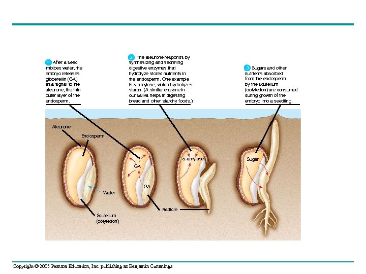  2 The aleurone responds by 2 synthesizing and secreting digestive enzymes that hydrolyze