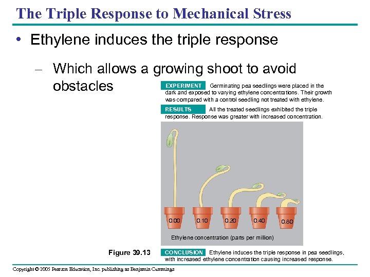 The Triple Response to Mechanical Stress • Ethylene induces the triple response – Which