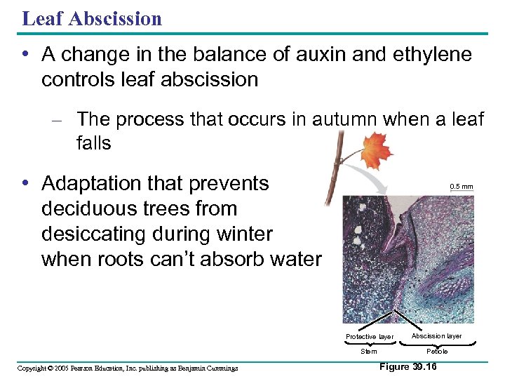 Leaf Abscission • A change in the balance of auxin and ethylene controls leaf