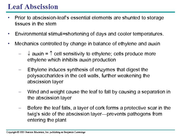 Leaf Abscission • Prior to abscission-leaf’s essential elements are shunted to storage tissues in