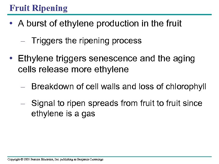 Fruit Ripening • A burst of ethylene production in the fruit – Triggers the