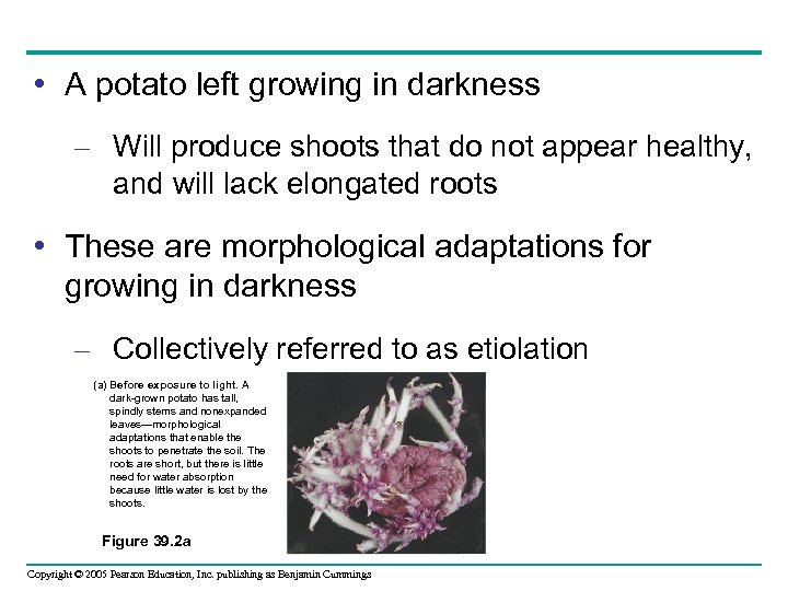  • A potato left growing in darkness – Will produce shoots that do