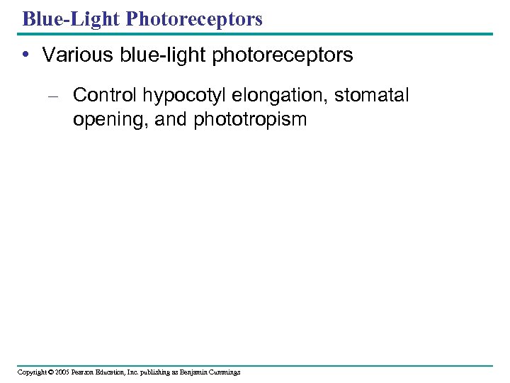 Blue-Light Photoreceptors • Various blue-light photoreceptors – Control hypocotyl elongation, stomatal opening, and phototropism