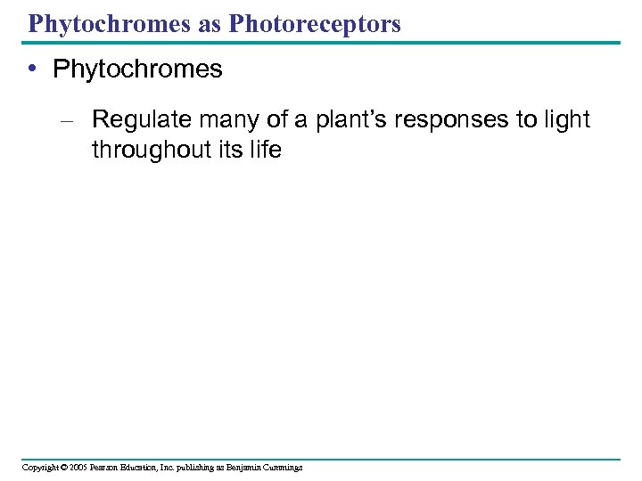 Phytochromes as Photoreceptors • Phytochromes – Regulate many of a plant’s responses to light