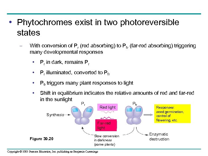  • Phytochromes exist in two photoreversible states – With conversion of Pr (red