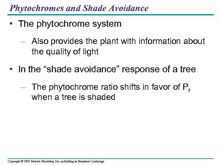 Phytochromes and Shade Avoidance • The phytochrome system – Also provides the plant with