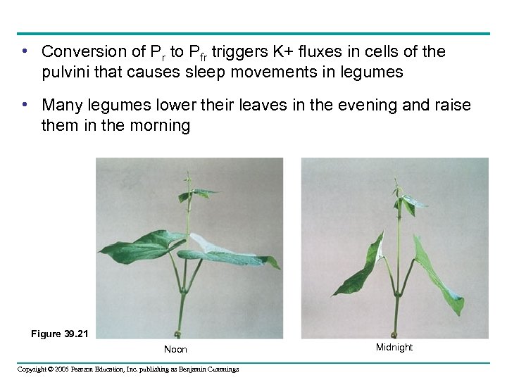  • Conversion of Pr to Pfr triggers K+ fluxes in cells of the