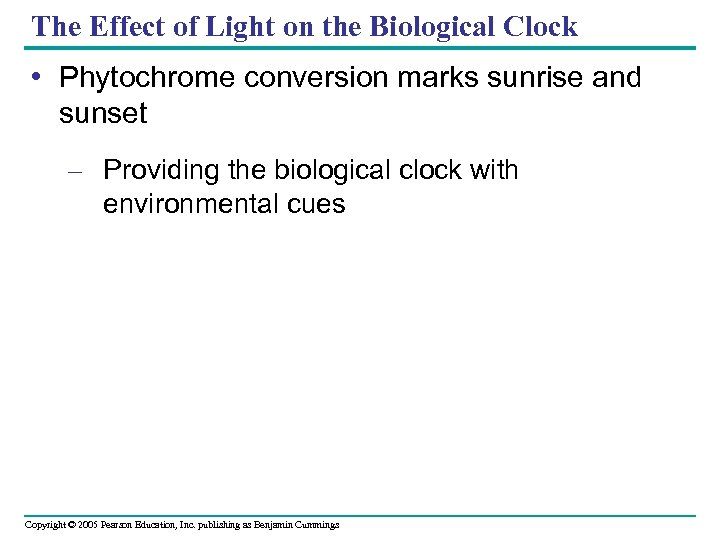 The Effect of Light on the Biological Clock • Phytochrome conversion marks sunrise and