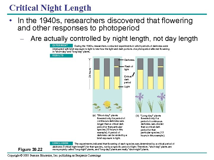 Critical Night Length • In the 1940 s, researchers discovered that flowering and other